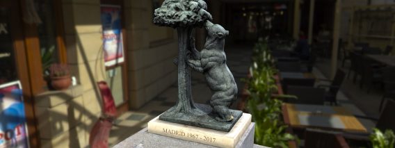 oso madrono
