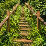 Wooden walkway in the hills of Kamakura